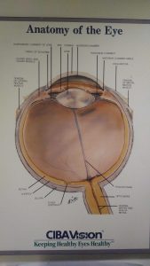 Anatomy of the Eye - Update on eye check-up